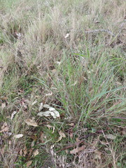 Capillipedium spicigerum