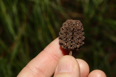 Allocasuarina torulosa