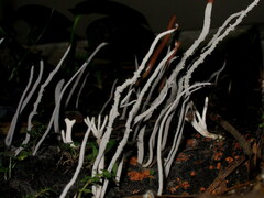 Xylaria