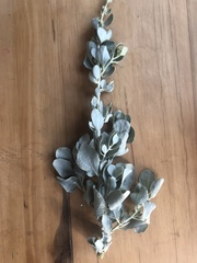 Atriplex nummularia