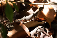 Eutropis macularia