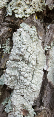 Pertusaria texana