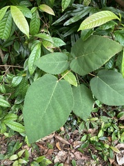Ficus grossularioides