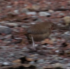 Troglodytes ochraceus