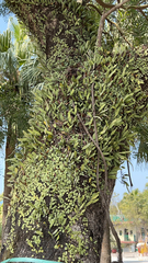 Pyrrosia eleagnifolia