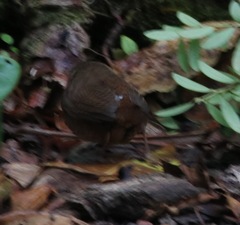 Troglodytes ochraceus