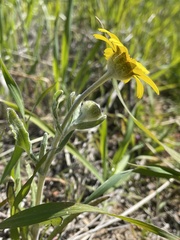 Monolopia lanceolata