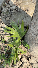 Trachycarpus fortunei