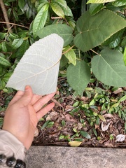 Ficus grossularioides