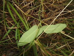 Araujia sericifera