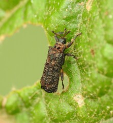 Octotoma scabripennis