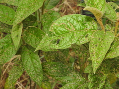 Octotoma scabripennis