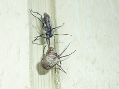 Agenioideus humilis