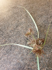 Cyperus congestus