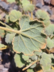 Sphaeralcea obtusiloba