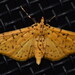 Yellow Peach Moth - Photo (c) Dianne Clarke, some rights reserved (CC BY-NC), uploaded by Dianne Clarke