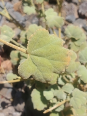 Sphaeralcea obtusiloba