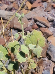 Sphaeralcea obtusiloba