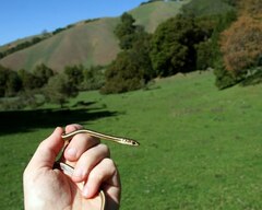 Masticophis lateralis euryxanthus