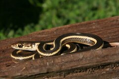 Masticophis lateralis euryxanthus