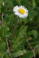 Erigeron procumbens