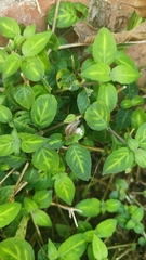 Lepidagathis incurva