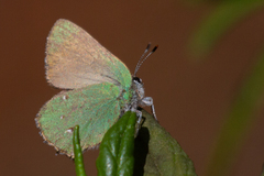 Callophrys dumetorum