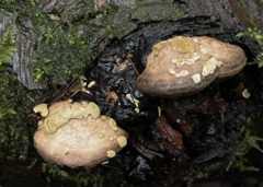 Trichoderma pulvinatum