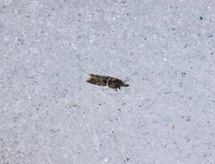 Acrobasis tricolorella