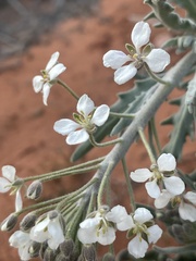 Dimorphocarpa wislizeni