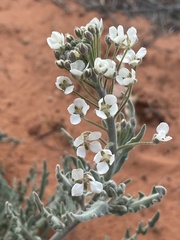 Dimorphocarpa wislizeni