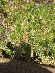Peucephyllum schottii