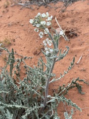 Dimorphocarpa wislizeni