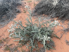 Dimorphocarpa wislizeni