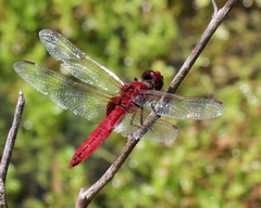 Urothemis aliena