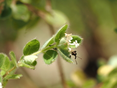 Belidae