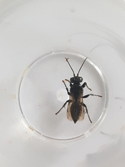 Tachysphex nigerrimus