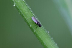 Hydrellia tritici