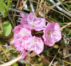 Kalmia microphylla