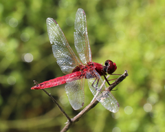 Urothemis aliena