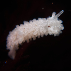 Aegires albopunctatus