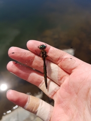 Hemicordulia armstrongi