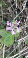 Stachys bullata