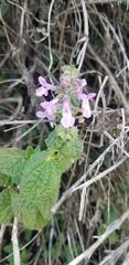 Stachys bullata