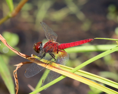 Aethriamanta nymphaeae