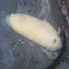 Cadlina modesta