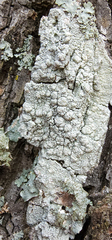 Pertusaria texana