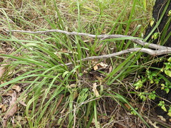 Dianella brevipedunculata