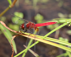 Aethriamanta nymphaeae
