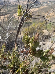 Escallonia pulverulenta